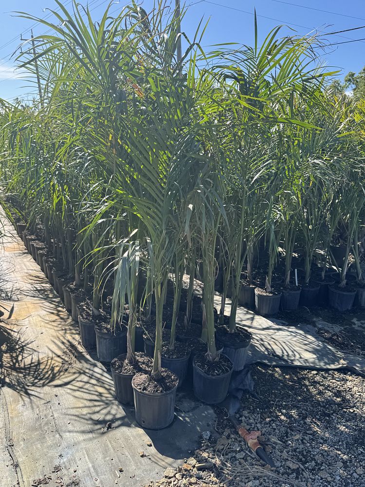 roystonea-regia-roystonea-elata-florida-royal-palm-cuban-royal-palm-royal-palm