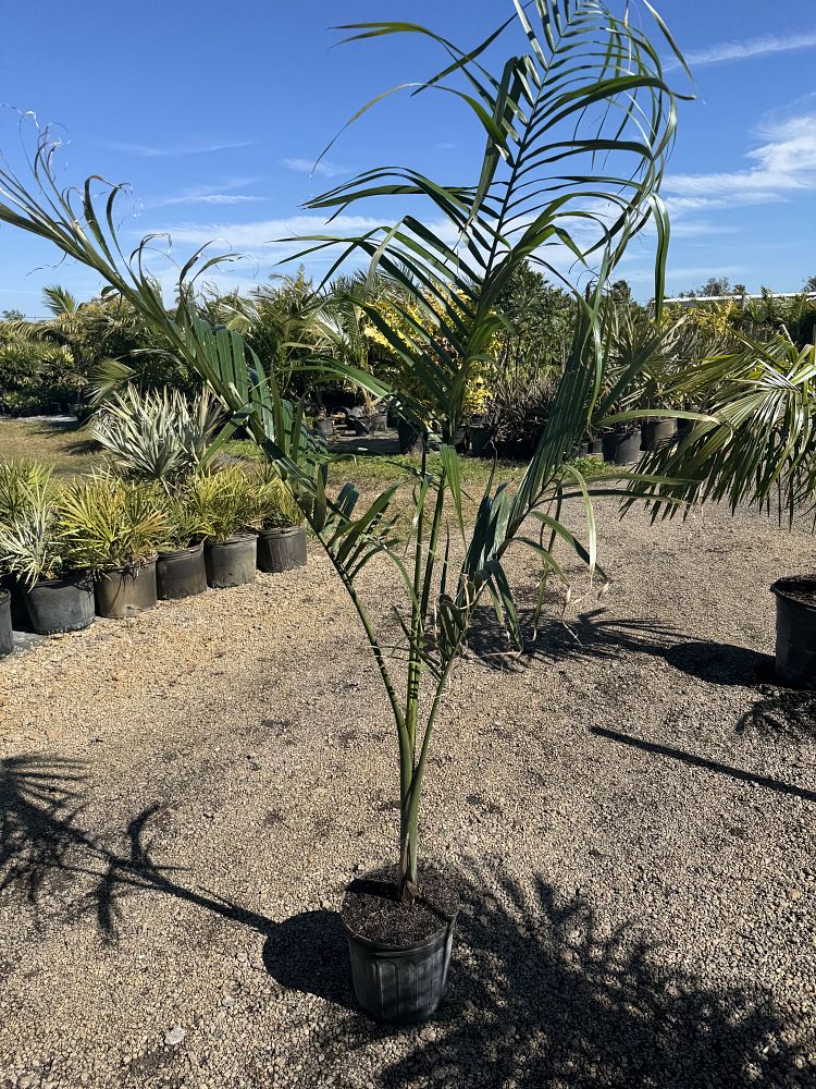 roystonea-regia-roystonea-elata-florida-royal-palm-cuban-royal-palm-royal-palm