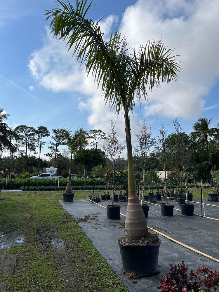 roystonea-regia-roystonea-elata-florida-royal-palm-cuban-royal-palm-royal-palm