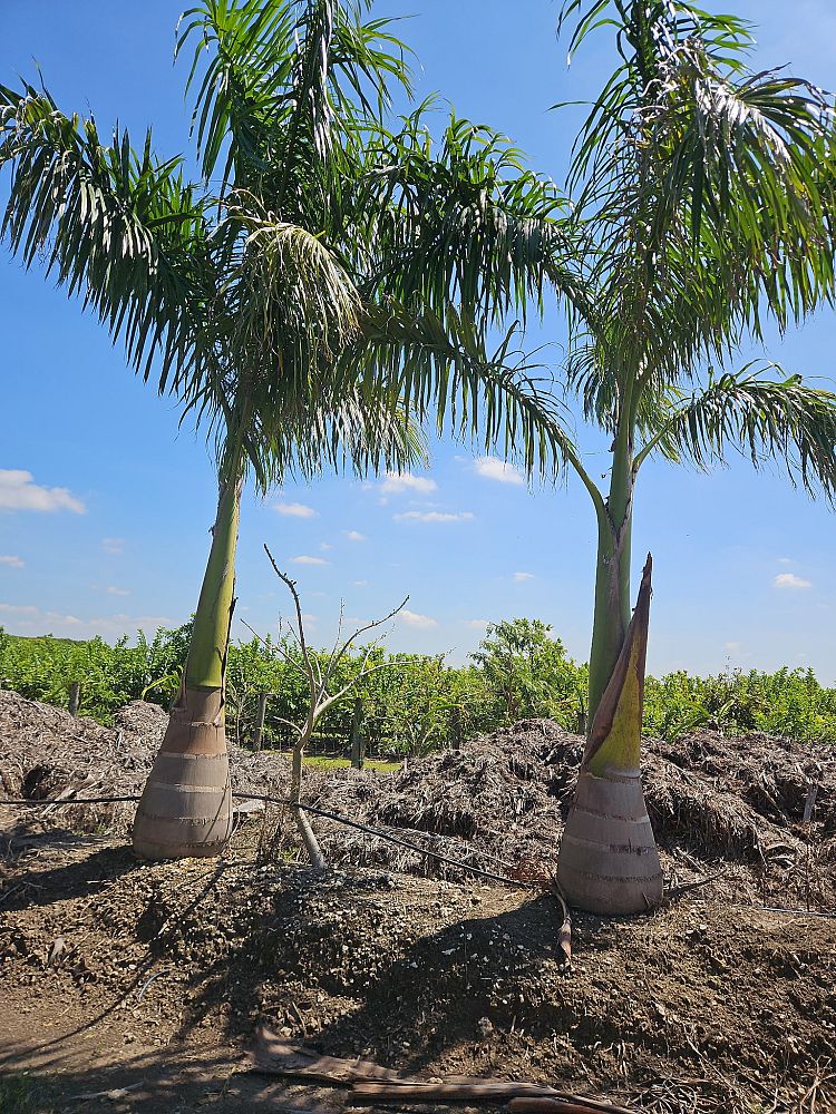 roystonea-regia-roystonea-elata-florida-royal-palm-cuban-royal-palm-royal-palm