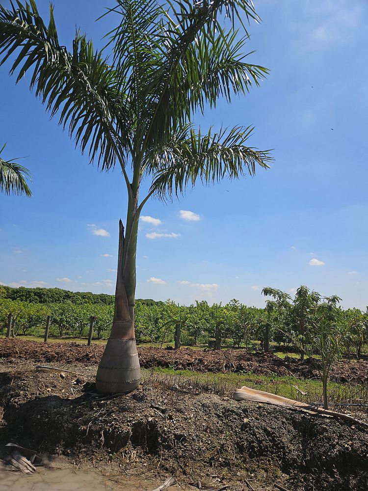 roystonea-regia-roystonea-elata-florida-royal-palm-cuban-royal-palm-royal-palm