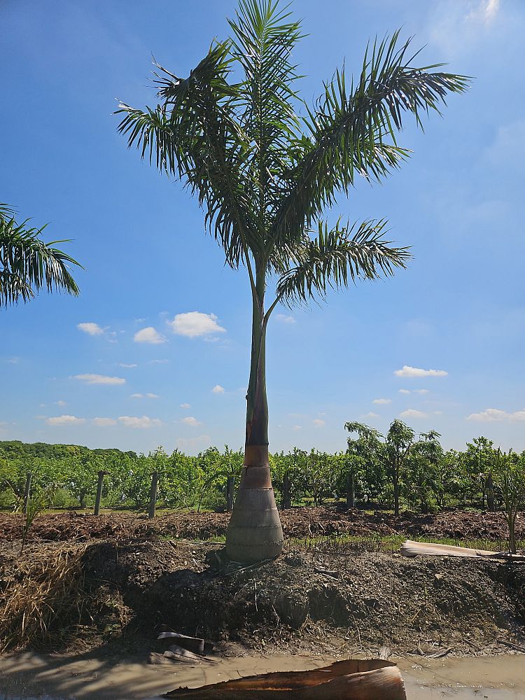roystonea-regia-roystonea-elata-florida-royal-palm-cuban-royal-palm-royal-palm