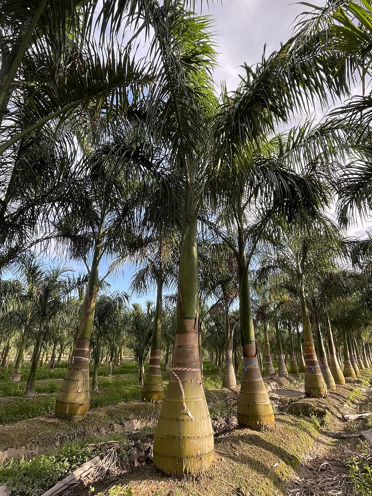 roystonea-regia-roystonea-elata-florida-royal-palm-cuban-royal-palm-royal-palm