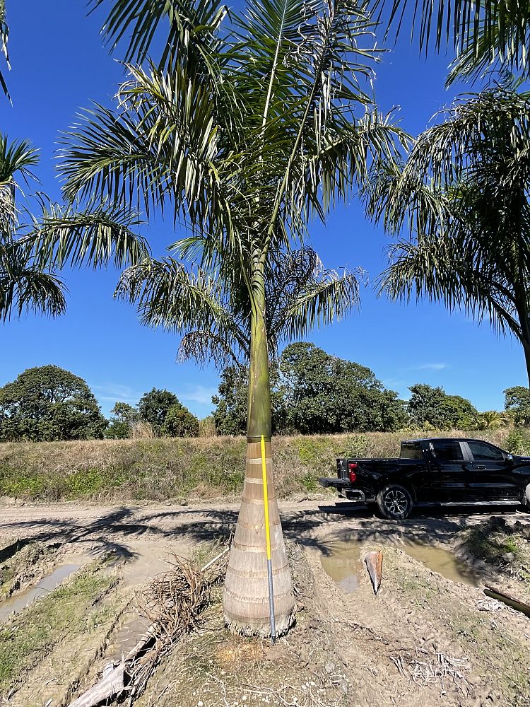 roystonea-regia-roystonea-elata-florida-royal-palm-cuban-royal-palm-royal-palm