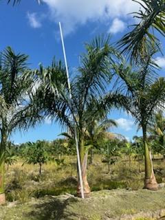 roystonea-regia-roystonea-elata-florida-royal-palm-cuban-royal-palm-royal-palm