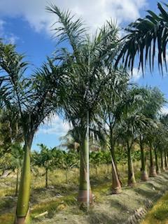 roystonea-regia-roystonea-elata-florida-royal-palm-cuban-royal-palm-royal-palm