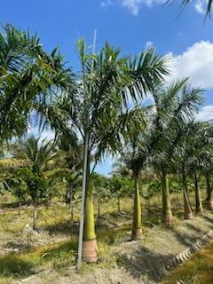 roystonea-regia-roystonea-elata-florida-royal-palm-cuban-royal-palm-royal-palm