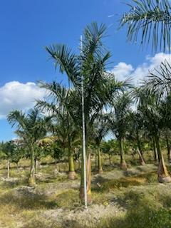 roystonea-regia-roystonea-elata-florida-royal-palm-cuban-royal-palm-royal-palm