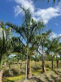roystonea-regia-roystonea-elata-florida-royal-palm-cuban-royal-palm-royal-palm