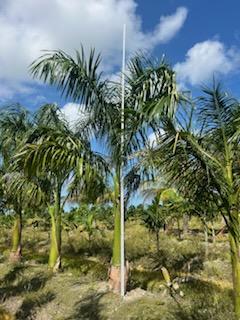 roystonea-regia-roystonea-elata-florida-royal-palm-cuban-royal-palm-royal-palm