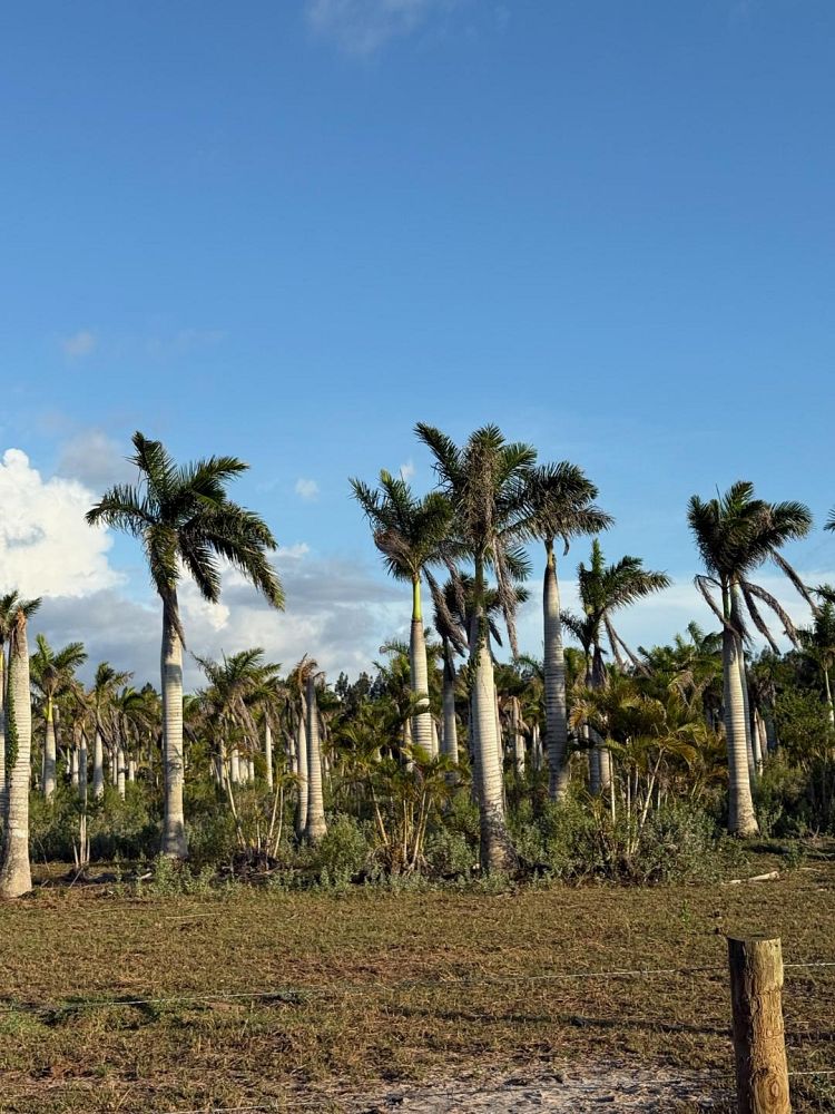 roystonea-regia-roystonea-elata-florida-royal-palm-cuban-royal-palm-royal-palm