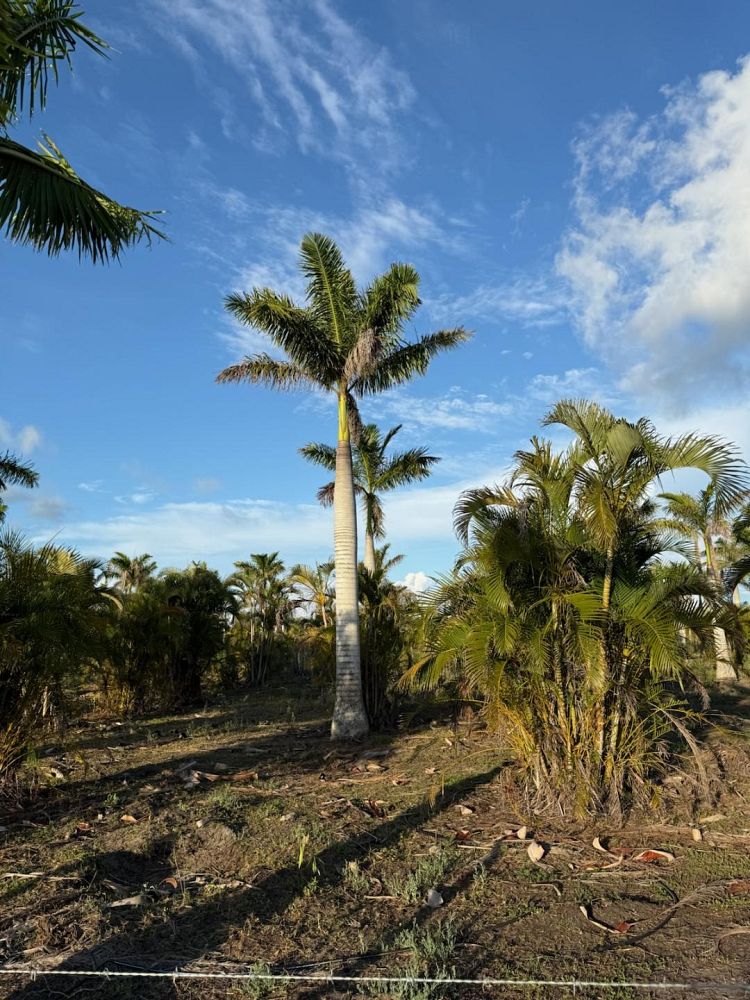 roystonea-regia-roystonea-elata-florida-royal-palm-cuban-royal-palm-royal-palm