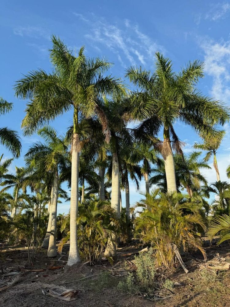 roystonea-regia-roystonea-elata-florida-royal-palm-cuban-royal-palm-royal-palm