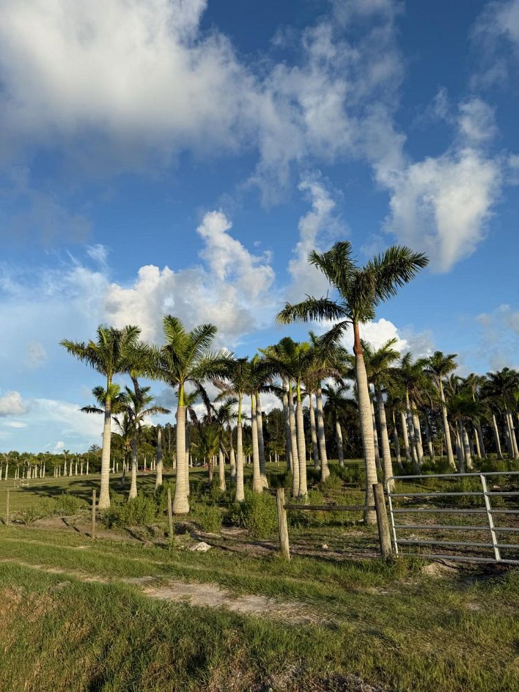roystonea-regia-roystonea-elata-florida-royal-palm-cuban-royal-palm-royal-palm