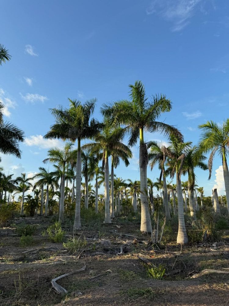 roystonea-regia-roystonea-elata-florida-royal-palm-cuban-royal-palm-royal-palm