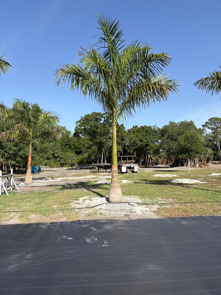 roystonea-regia-roystonea-elata-florida-royal-palm-cuban-royal-palm-royal-palm