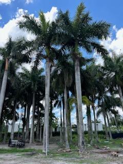 roystonea-regia-roystonea-elata-florida-royal-palm-cuban-royal-palm-royal-palm