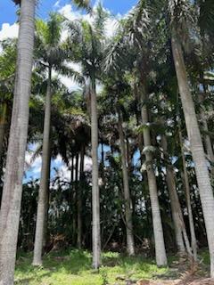roystonea-regia-roystonea-elata-florida-royal-palm-cuban-royal-palm-royal-palm
