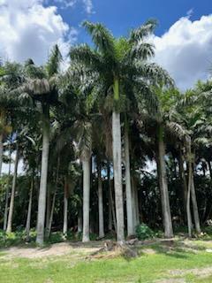 roystonea-regia-roystonea-elata-florida-royal-palm-cuban-royal-palm-royal-palm