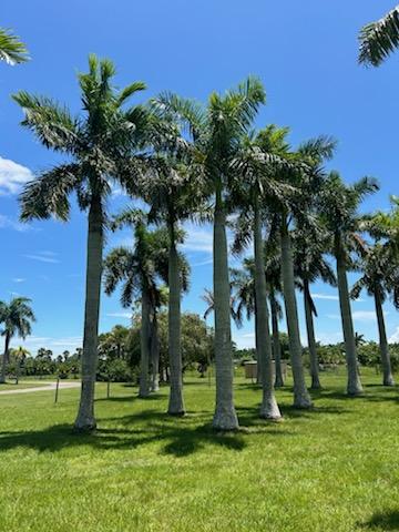 roystonea-regia-roystonea-elata-florida-royal-palm-cuban-royal-palm-royal-palm