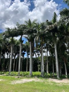 roystonea-regia-roystonea-elata-florida-royal-palm-cuban-royal-palm-royal-palm