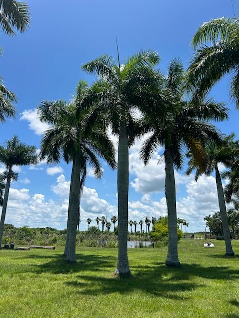 roystonea-regia-roystonea-elata-florida-royal-palm-cuban-royal-palm-royal-palm