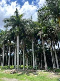 roystonea-regia-roystonea-elata-florida-royal-palm-cuban-royal-palm-royal-palm