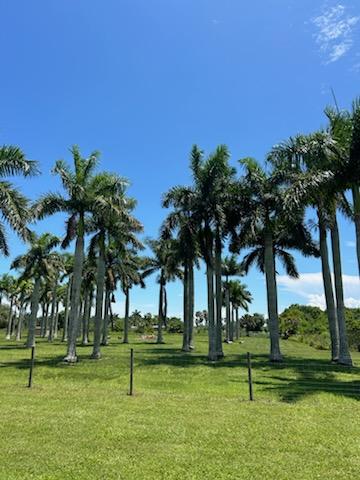 roystonea-regia-roystonea-elata-florida-royal-palm-cuban-royal-palm-royal-palm