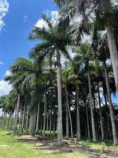 roystonea-regia-roystonea-elata-florida-royal-palm-cuban-royal-palm-royal-palm
