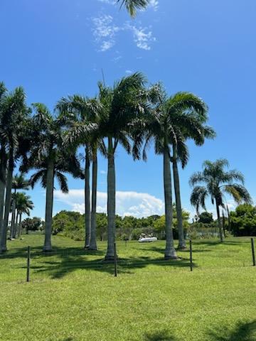 roystonea-regia-roystonea-elata-florida-royal-palm-cuban-royal-palm-royal-palm