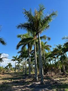 roystonea-regia-roystonea-elata-florida-royal-palm-cuban-royal-palm-royal-palm
