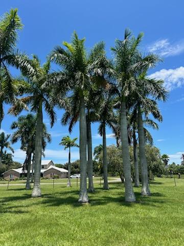 roystonea-regia-roystonea-elata-florida-royal-palm-cuban-royal-palm-royal-palm