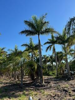 roystonea-regia-roystonea-elata-florida-royal-palm-cuban-royal-palm-royal-palm