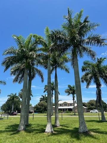 roystonea-regia-roystonea-elata-florida-royal-palm-cuban-royal-palm-royal-palm