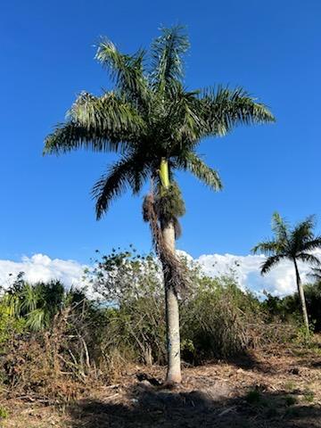 roystonea-regia-roystonea-elata-florida-royal-palm-cuban-royal-palm-royal-palm