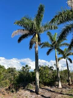 roystonea-regia-roystonea-elata-florida-royal-palm-cuban-royal-palm-royal-palm