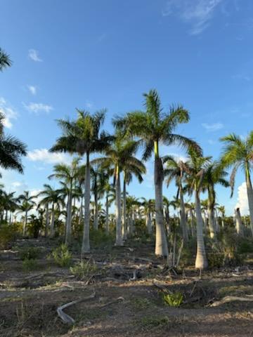 roystonea-regia-roystonea-elata-florida-royal-palm-cuban-royal-palm-royal-palm