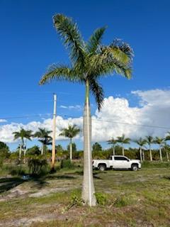 roystonea-regia-roystonea-elata-florida-royal-palm-cuban-royal-palm-royal-palm