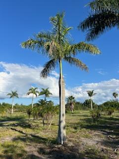 roystonea-regia-roystonea-elata-florida-royal-palm-cuban-royal-palm-royal-palm