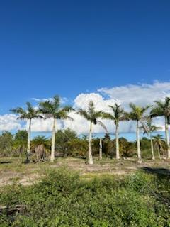 roystonea-regia-roystonea-elata-florida-royal-palm-cuban-royal-palm-royal-palm