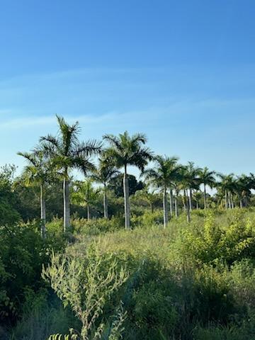 roystonea-regia-roystonea-elata-florida-royal-palm-cuban-royal-palm-royal-palm