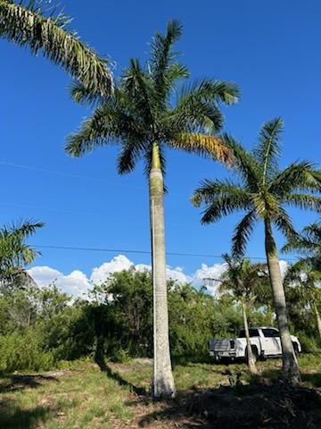roystonea-regia-roystonea-elata-florida-royal-palm-cuban-royal-palm-royal-palm