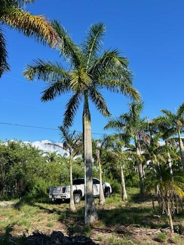 roystonea-regia-roystonea-elata-florida-royal-palm-cuban-royal-palm-royal-palm