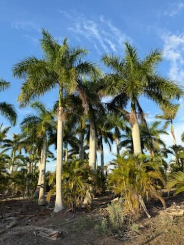 roystonea-regia-roystonea-elata-florida-royal-palm-cuban-royal-palm-royal-palm