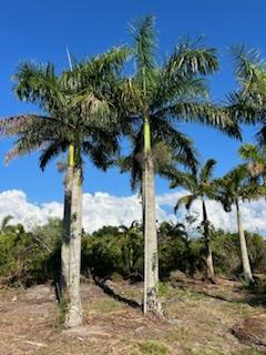 roystonea-regia-roystonea-elata-florida-royal-palm-cuban-royal-palm-royal-palm