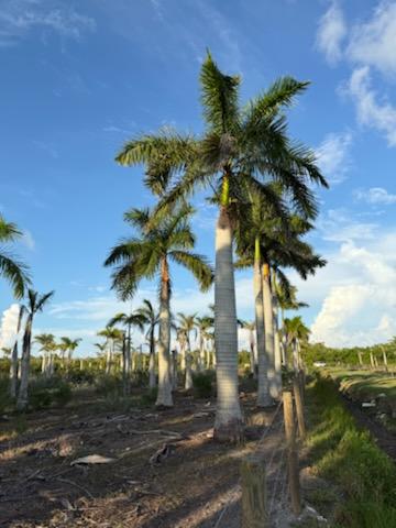 roystonea-regia-roystonea-elata-florida-royal-palm-cuban-royal-palm-royal-palm