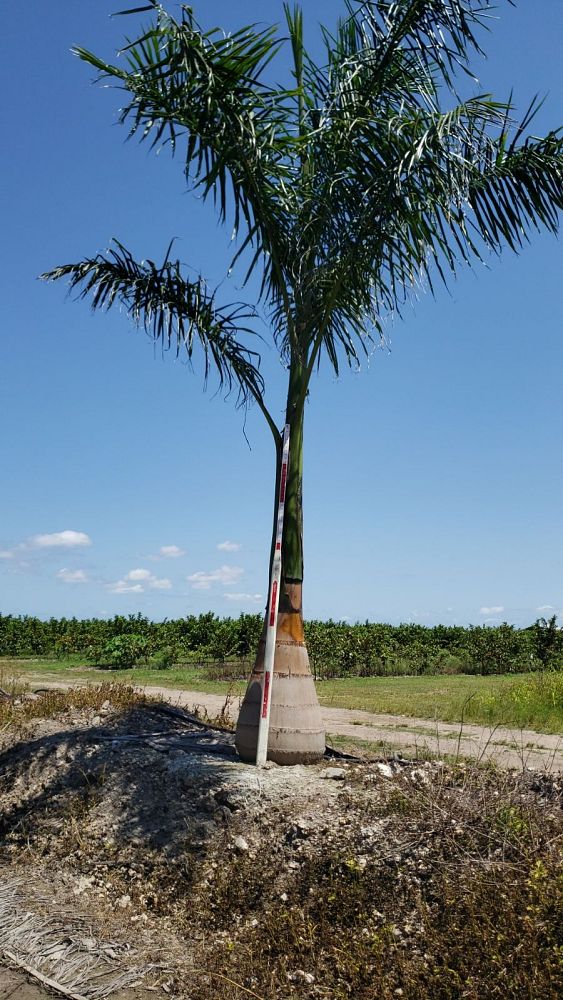 roystonea-regia-roystonea-elata-florida-royal-palm-cuban-royal-palm-royal-palm
