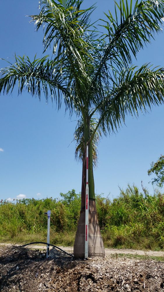 roystonea-regia-roystonea-elata-florida-royal-palm-cuban-royal-palm-royal-palm