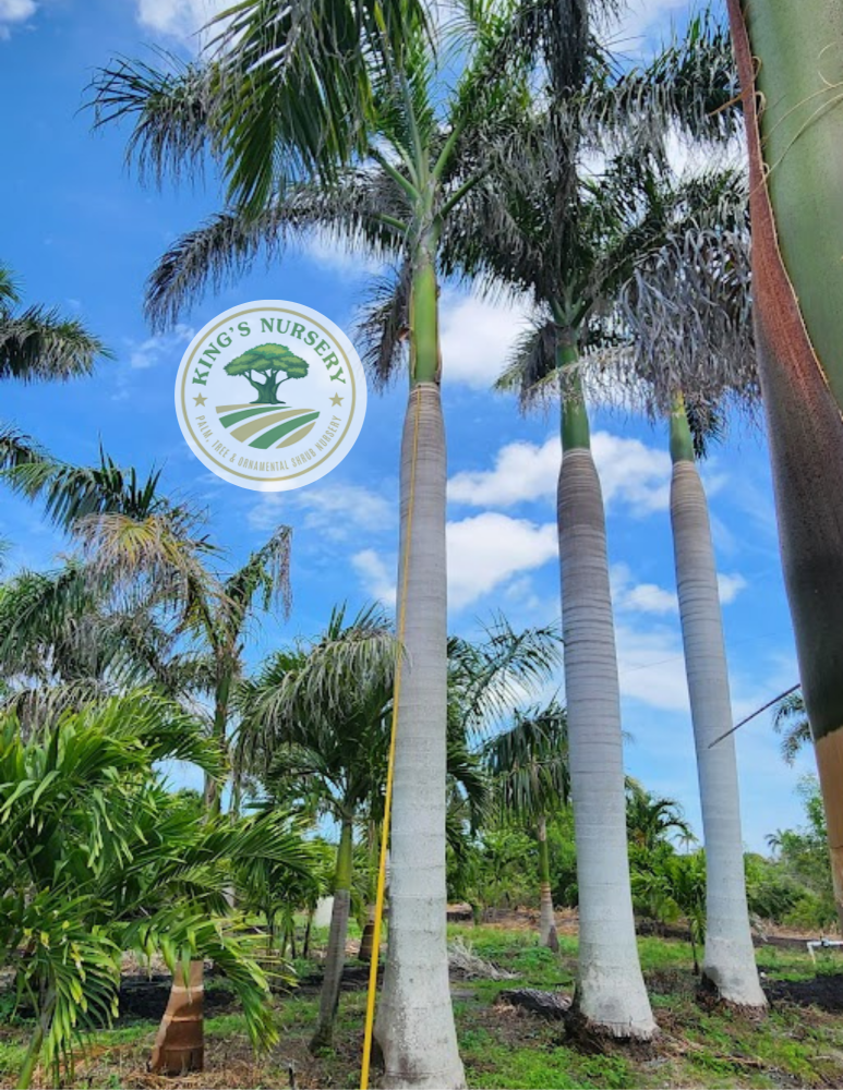 roystonea-regia-roystonea-elata-florida-royal-palm-cuban-royal-palm-royal-palm
