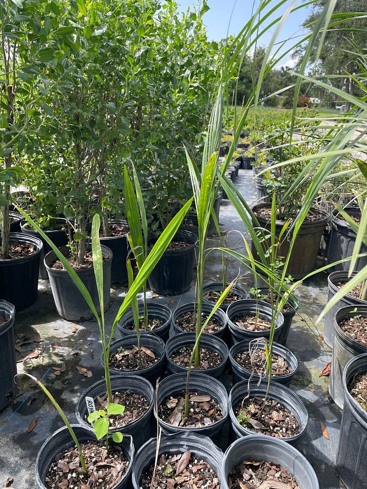 roystonea-regia-roystonea-elata-florida-royal-palm-cuban-royal-palm-royal-palm